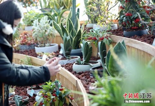 南京中山植物园举办 生肖植物展
