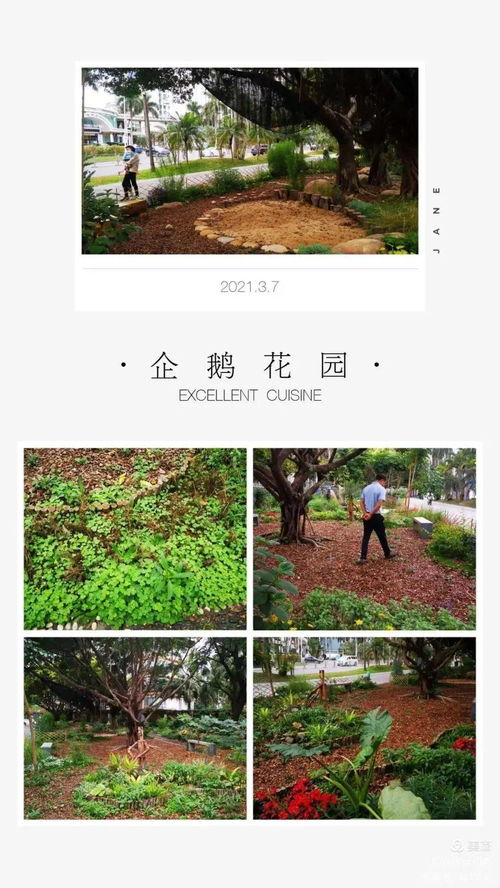 南山这个网红花园又刷屏了 社区共建花园魅力为何这么大