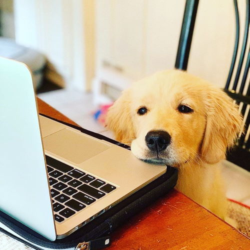 小狗看书或者电脑的头像 