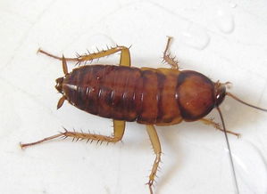 家里发现此类的虫子 求问是不是蟑螂啊 感谢感谢 