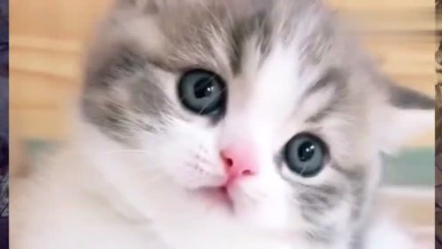 表情 为什么曼基康短脚猫经常露出委屈的表情 简直萌化了我的心,可爱 ... 表情 