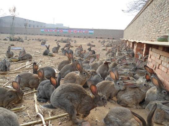 河南大型肉兔养殖基地分享肉兔夏季养殖注意事项