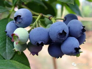 南京最新鲜的水果采摘攻略 周末约约约