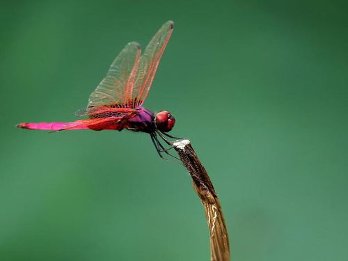 蜻蜓有什么独特之处 为何有人说 蜻蜓不是地球物种