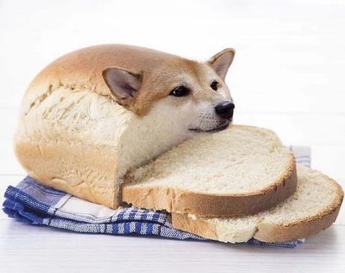 面包小狗特效怎么弄好看，小狗吃面包会怎样(小狗吃面包好不好)
