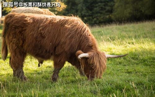 大自然不公平吗 食肉动物幼崽那么弱,可食草动物一出生就要奔跑