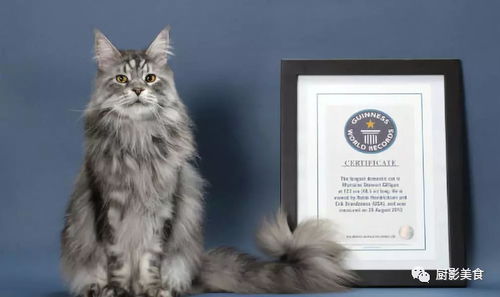 世界最贵猫咪排行榜
