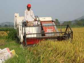 水稻收割机的使用