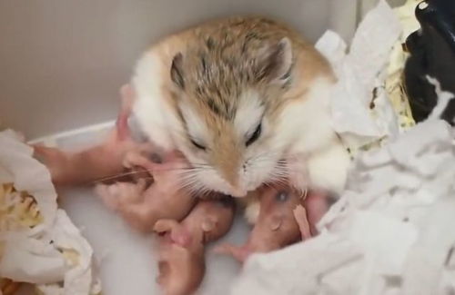 刚出生的仓鼠宝宝怎么养 娃不好带啊,鼠妈妈心累崩溃啊 