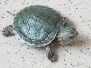 乌龟能活多久 