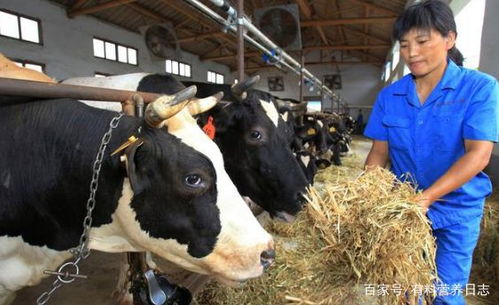 农村养牛,给牛吃什么饲料 长得快 养殖户 科学喂牛很关键