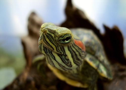巴西龟对人的危害,巴西龟对人的危害有多大