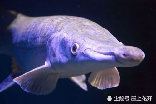 10大名贵淡水鱼价格表 中国十大淡水鱼之王
