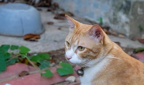 看到一只可怜的流浪猫,想带它回家,怎么做才能让它融入这个家呢