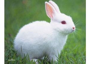 中国白兔可以吃吗？