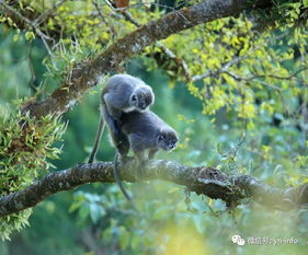云南德宏发现菲氏叶猴中国最大群体 数量约200只
