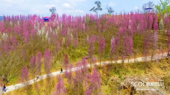 大邑县金星桃花图片,成都桃花景点