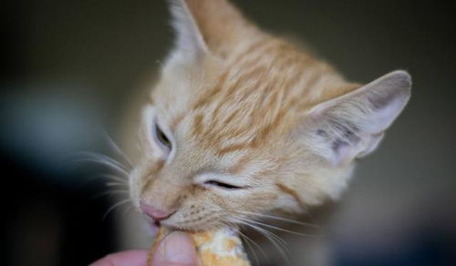 猫不能过量进食碳水化合物,猫更需要纤维素,猫不吃粮食其实也行