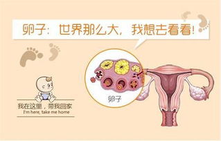 原创多囊卵巢到底是什么情况？看这一篇就够了！