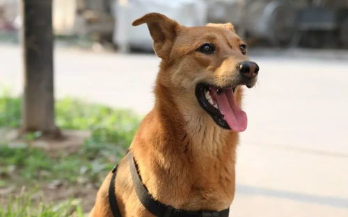 中华田园犬不配生存在中国城市里