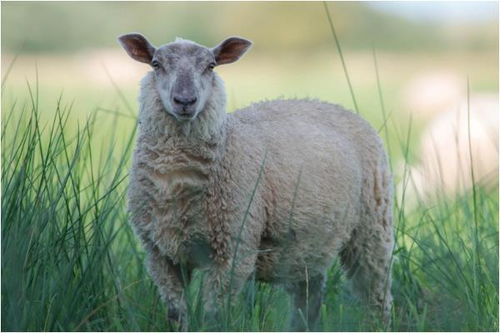致1967年 未羊 的一生宿命 53岁后是好是坏 家有属羊的仔细看