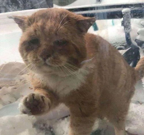 流浪猫大雪下敲窗求救,冻伤濒死才获好心人相助,猫 我快冻死了