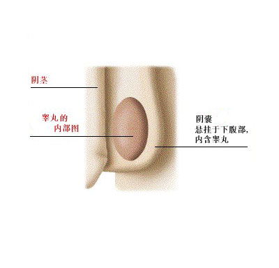 男性睾丸具有哪些生理特征