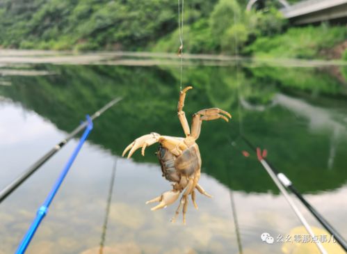 游钓北京那点事儿 回归垂钓本质,探索鱼种资源,丰富水族知识