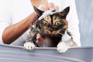 如果非得给猫咪洗澡,怎样操作才能减少伤害