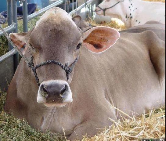 养殖:母牛高效繁殖管理技术要点,圈养繁育母牛怎么喂