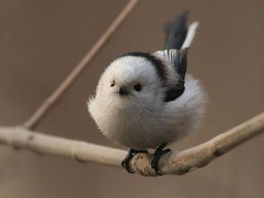 外形像麻雀,腹部白色尾巴两边有白色羽毛中间是黑色羽毛的是什么鸟 