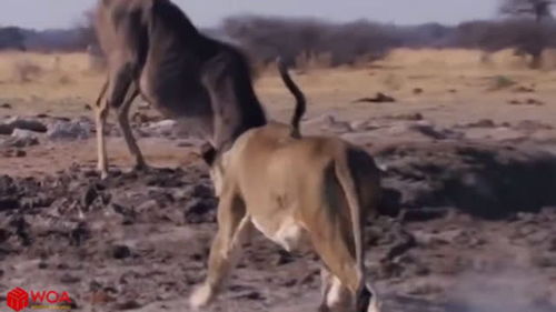动物生存大战狮子攻击羚羊 