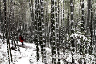 梦见下很大的雪