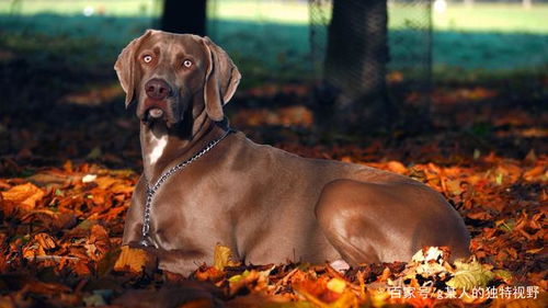 秋季干燥,带宠物狗运动需要了解的三个常识