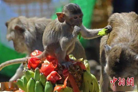 泰国举办年度 猴子自助餐节 众猴吃吃喝喝嗨爆了
