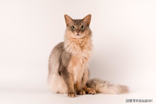 12种最适合养的猫咪品种