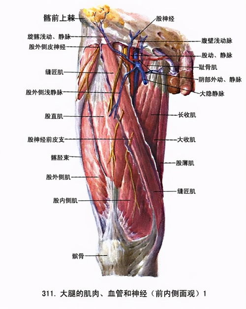 2招教你瘦掉大象腿