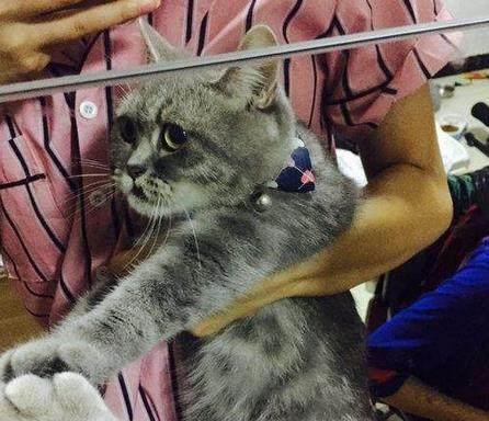 把猫关在家里一个春节之后,猫奴的内心是崩溃的