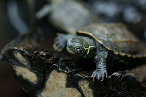 草龟怎么养成墨龟 金线草龟和墨龟哪个好