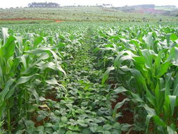 玉米间套种甘蔗、木薯、大豆技术要点,玉米与豆类间隔种植依据