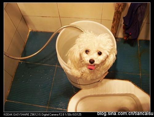 刚出生的小狗多久可以洗澡 