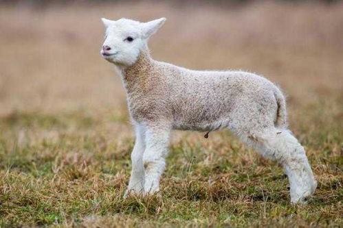 山羊和绵羊可以杂交产生后代吗 为什么