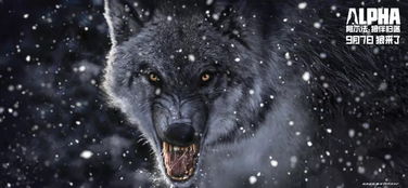 预告 阿尔法 狼伴归途一人一狼,穿越冰川时代 影讯