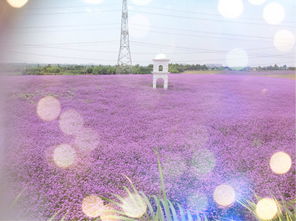 香薰山谷 成都紫色的梦海