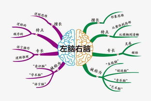 左右脑开发 开发左右脑的十种方法