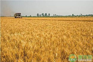 小麦收购价格行情及后期走势