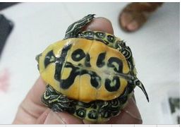 9公分的火焰龟为什么还是黄色？