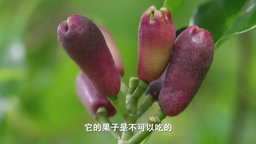 杨晓洋的水果世界的个人频道 