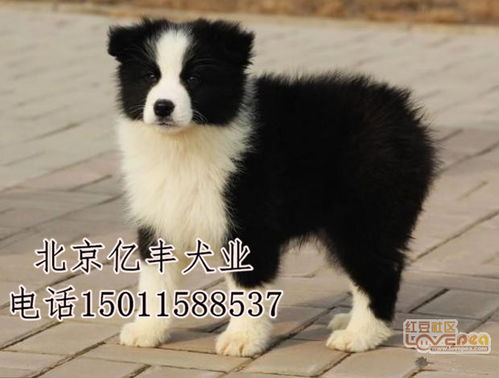 北京纯种边牧犬 纯种边牧价格多少 