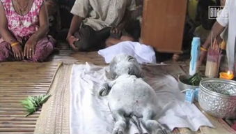 视频显示泰国村民祭拜不明生物尸体